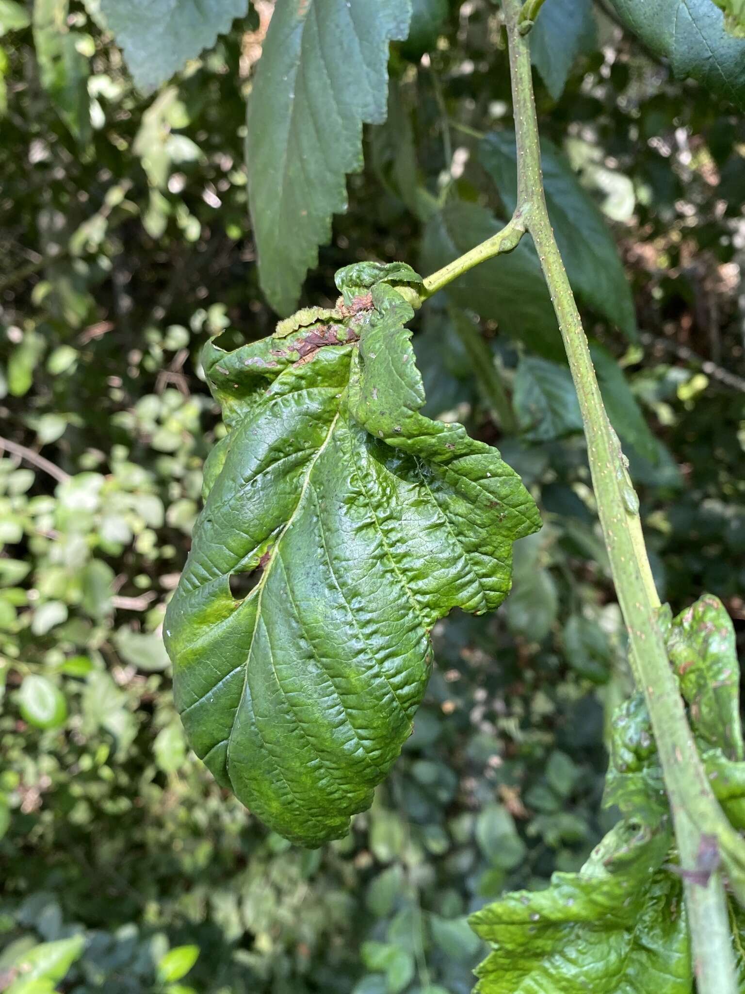 Image de Taphrina japonica Kusano 1905