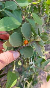 Image of Tricerma vitis-idaeum (Griseb.) Lundell