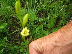 Image of Tritonia gladiolaris (Lam.) Goldblatt & J. C. Manning