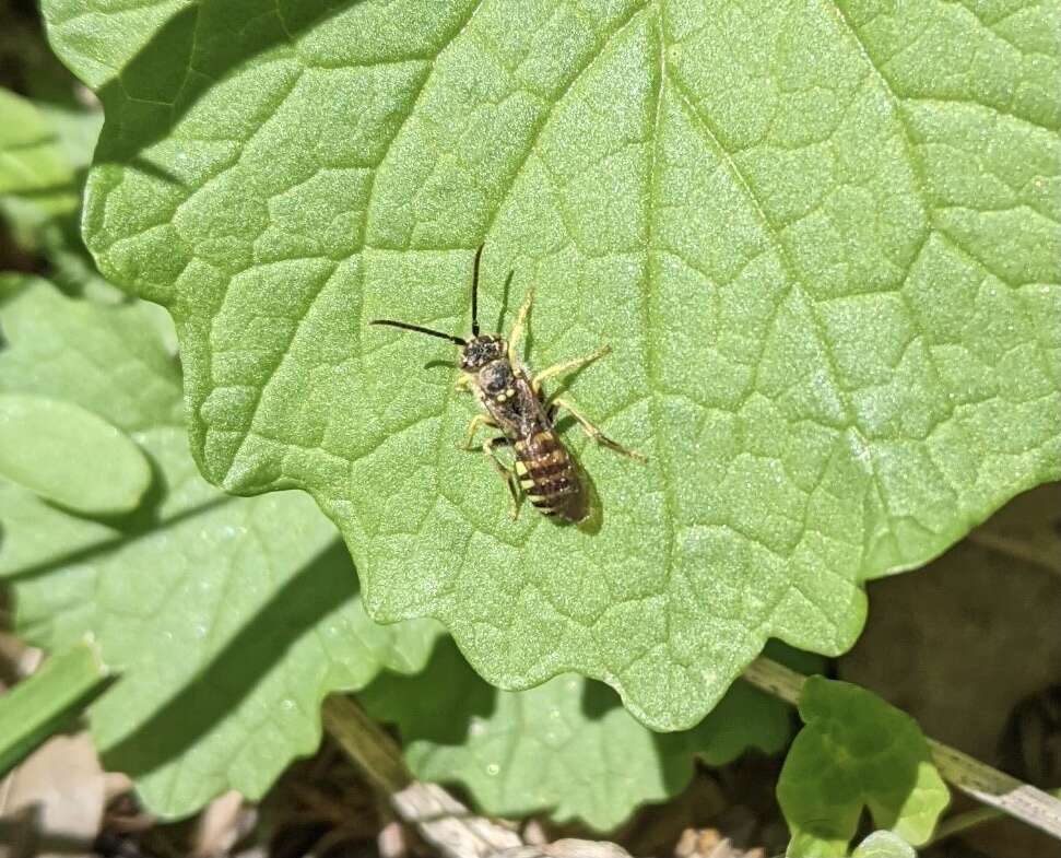 Слика од Nomada luteoloides Robertson 1895