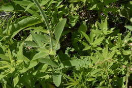 Image of Illinois ticktrefoil