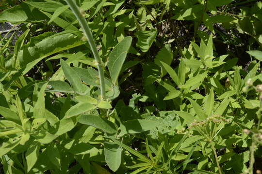 Desmodium illinoense A. Gray resmi