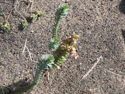 Image of sea spurge