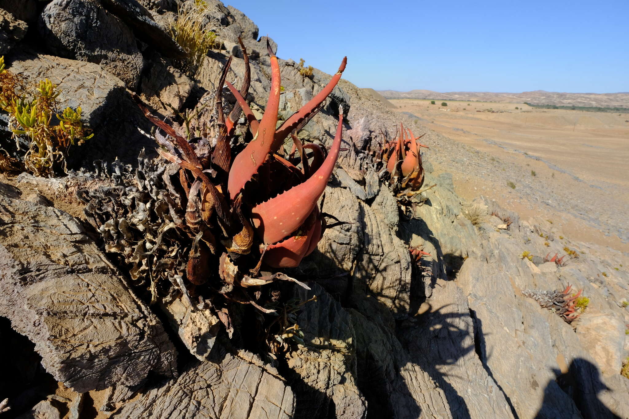 Image of Aloe gariepensis Pillans