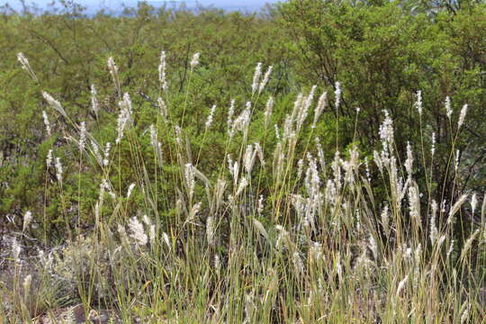 Image of Wright's beardgrass