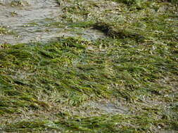 Image of Zostera noltii Hornem.