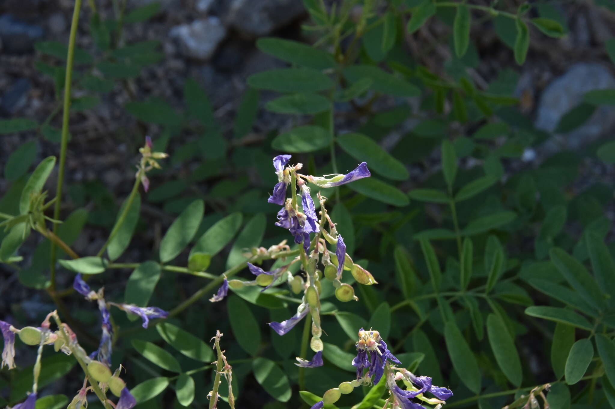 Image of Boreal Sweetvetch