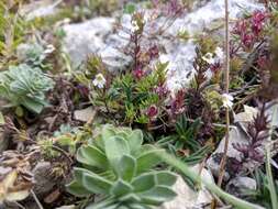 Image de Euphrasia pectinata Ten.