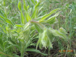 Image of <i>Onosma borysthenica</i>