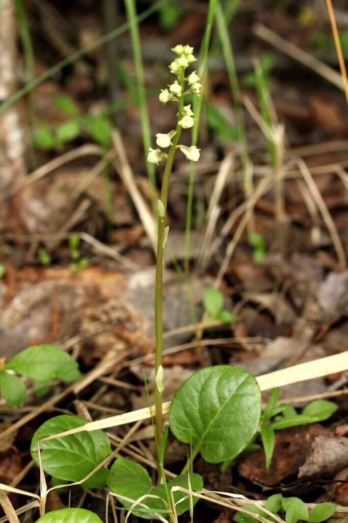 Plancia ëd Pyrola rotundifolia L.