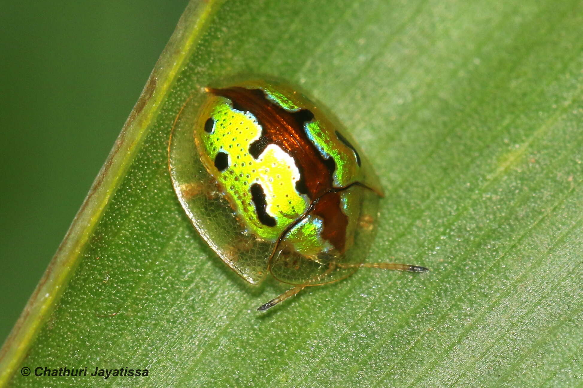 Image of Chiridopsis marginata (Weise 1901)