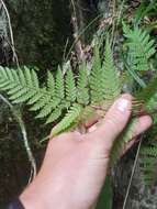 Image of Lastreopsis velutina (A. Rich.) Tindale