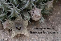 صورة Ceropegia lodarensis (Lavranos) Bruyns