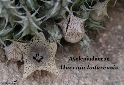 Image of Ceropegia lodarensis (Lavranos) Bruyns