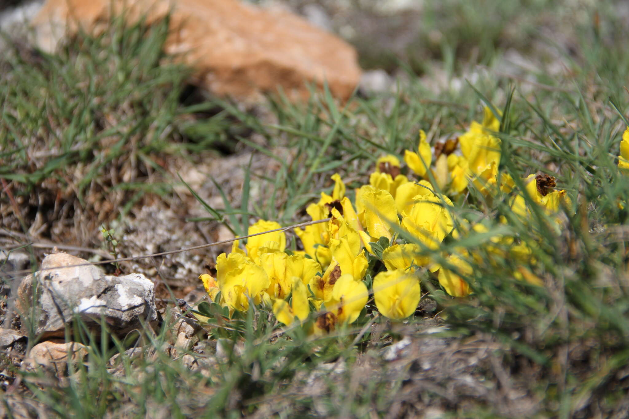 Image of Cytisus wulfii V. I. Krecz.