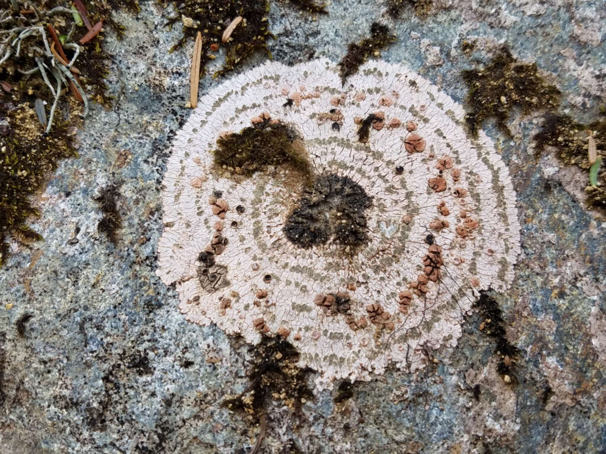 Image of bullseye lichen