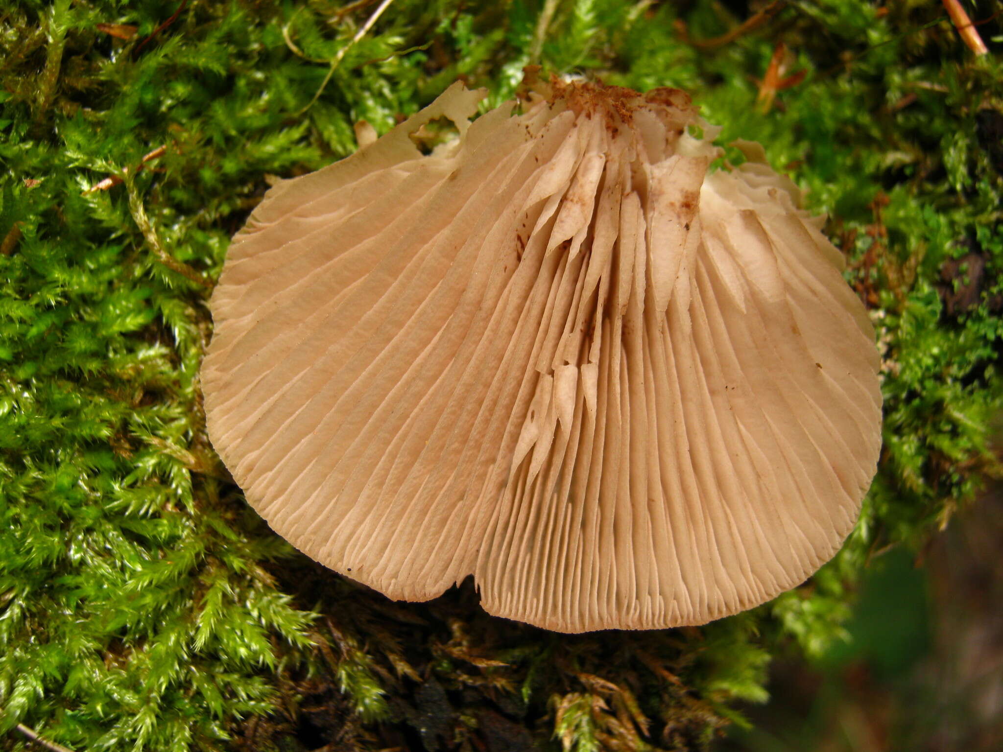 Слика од Crepidotus applanatus (Pers.) P. Kumm. 1871