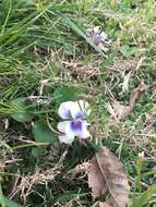 Image of Viola sororia f. priceana (Pollard) Cooperr.