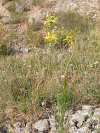 Image of Asphodeline liburnica (Scop.) Rchb.