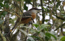 Image of Jamaican Lizard Cuckoo