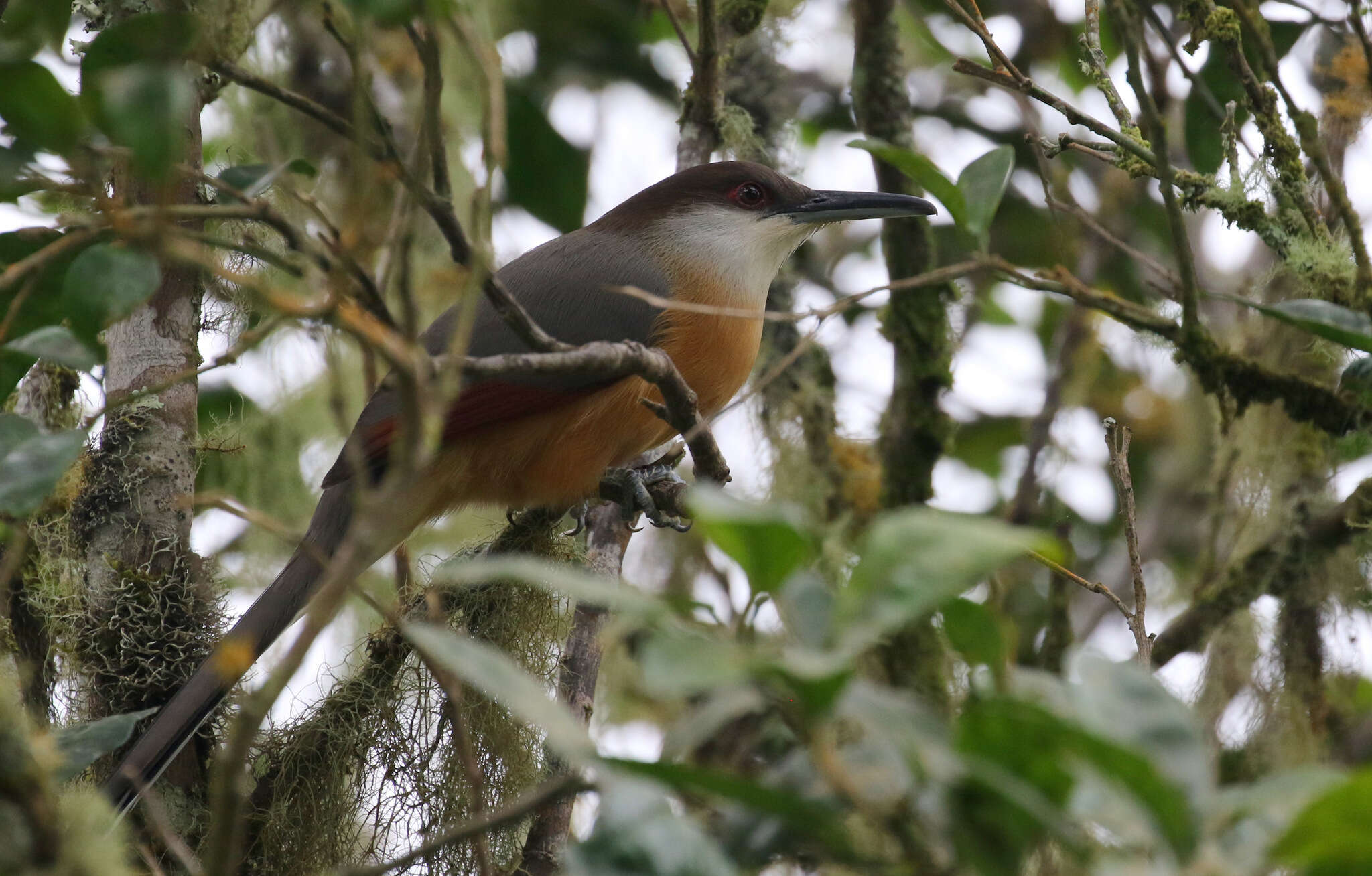 Image of Jamaican Lizard Cuckoo