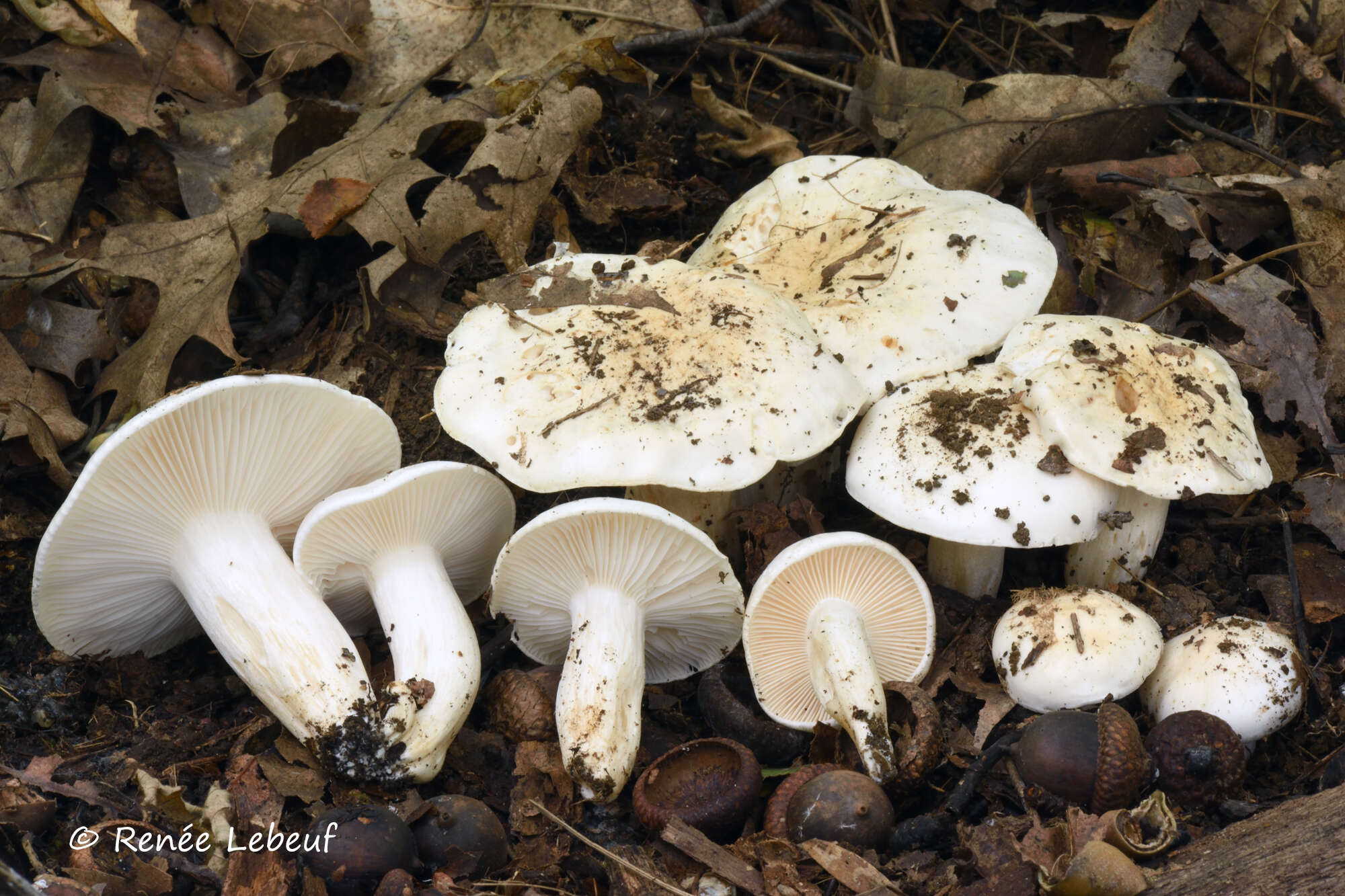 Image of Hygrophorus sordidus Peck 1898