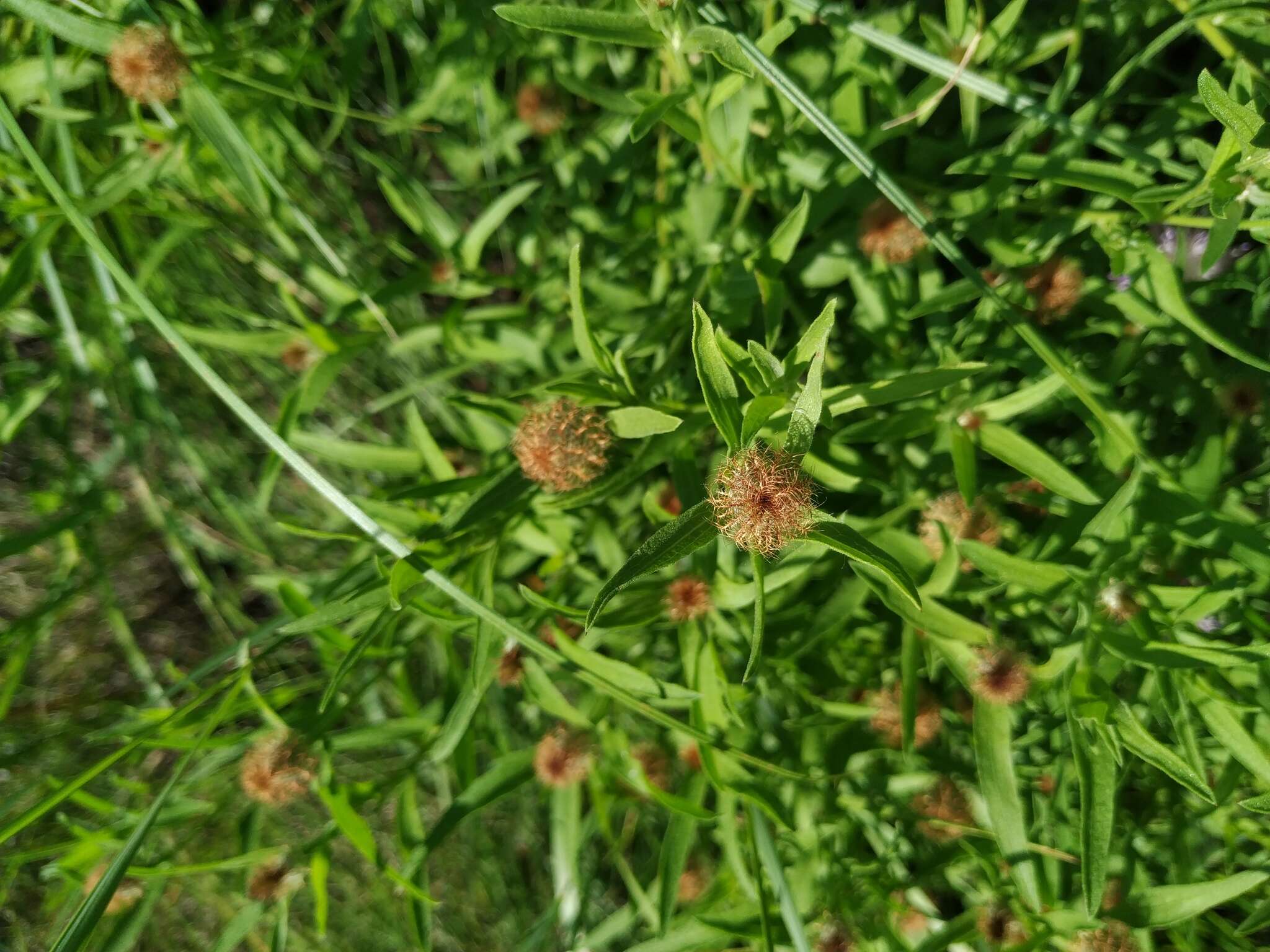 Image of feather-head knapweed