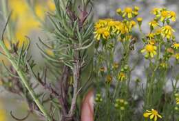 Image of Senecio burchellii DC.