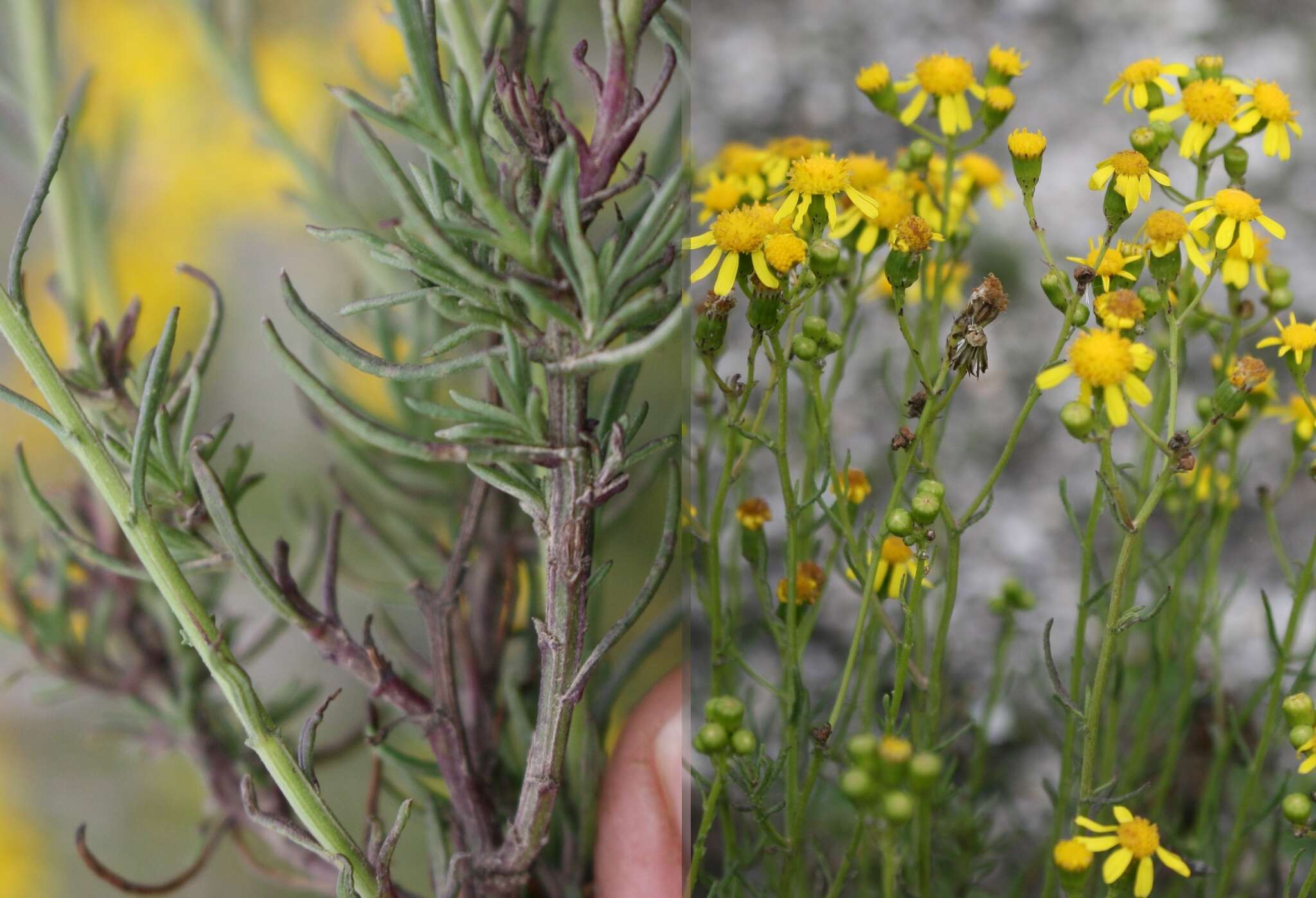 Image of Senecio burchellii DC.