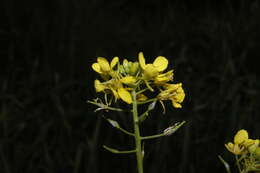 Image of Sinapis alba subsp. mairei (H. Lindb.) Maire