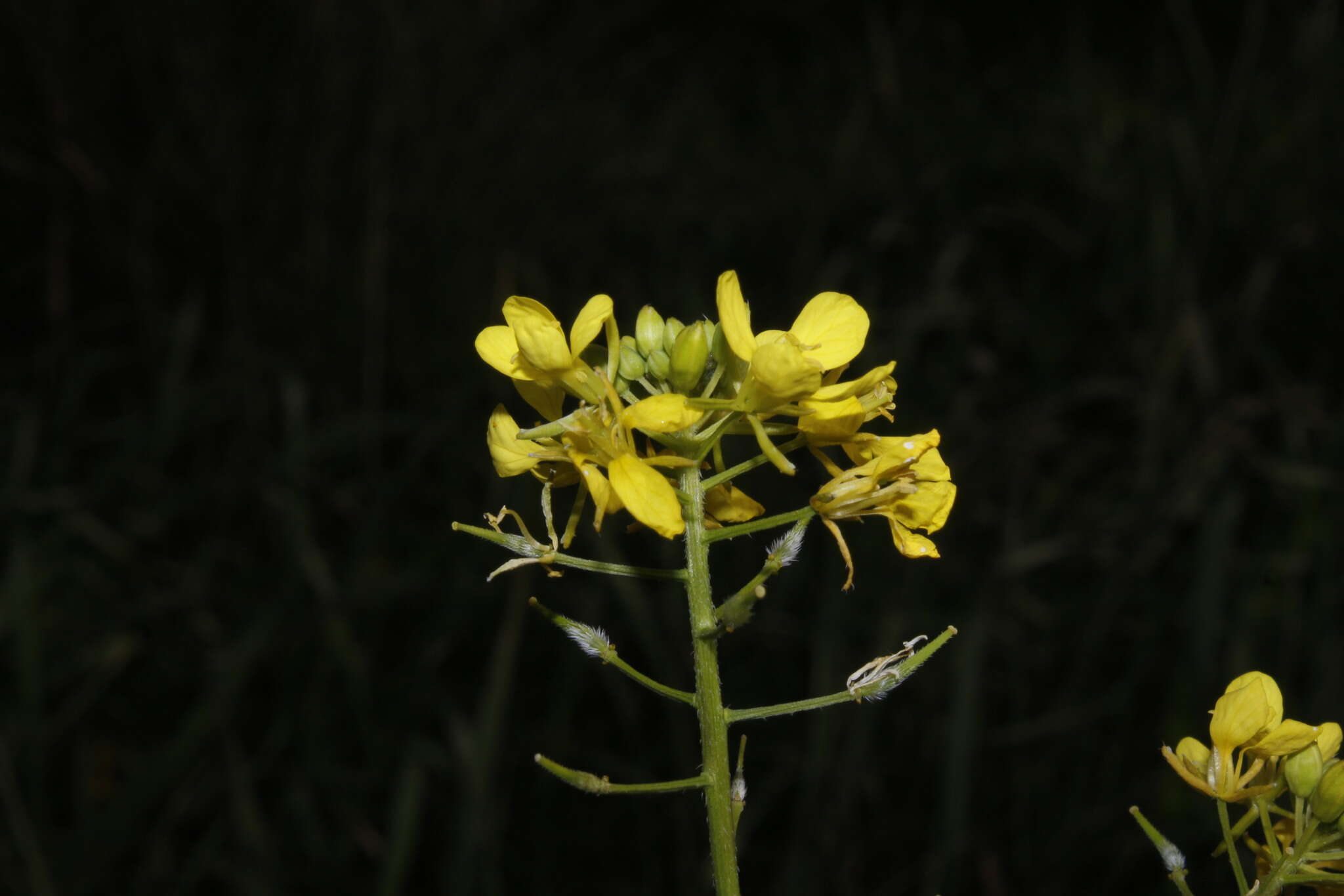 صورة Sinapis alba subsp. mairei (H. Lindb.) Maire