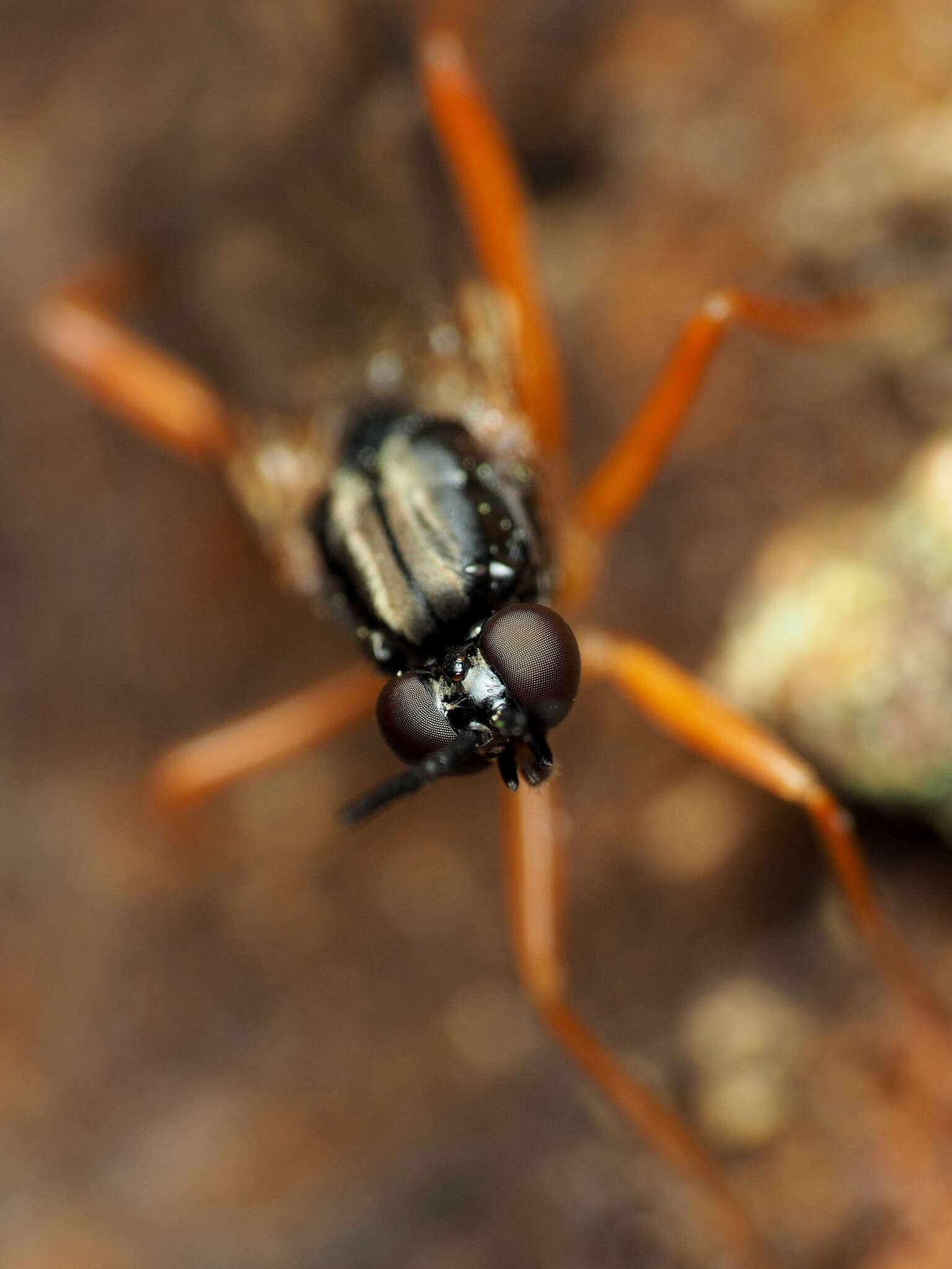 Image of Xylophagus reflectens Walker 1848