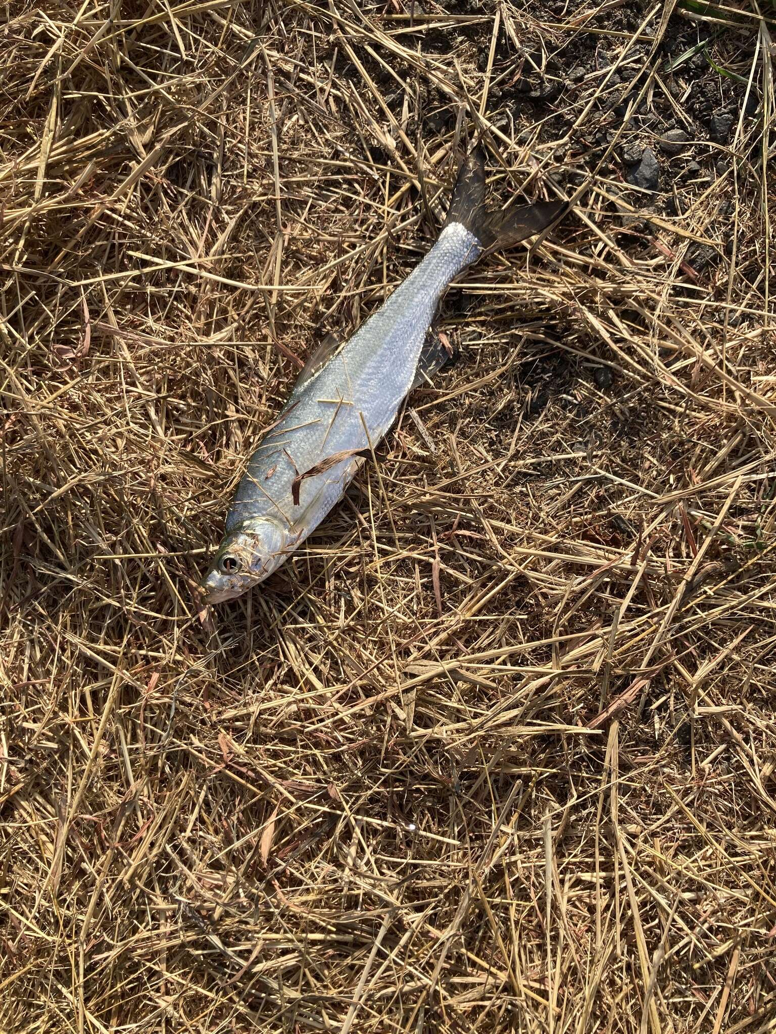 Image of Grass carp