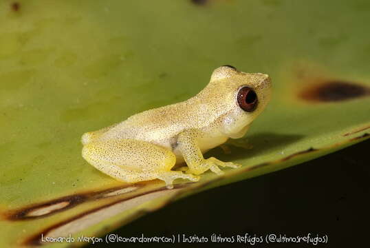 Image of Dendropsophus branneri (Cochran 1948)