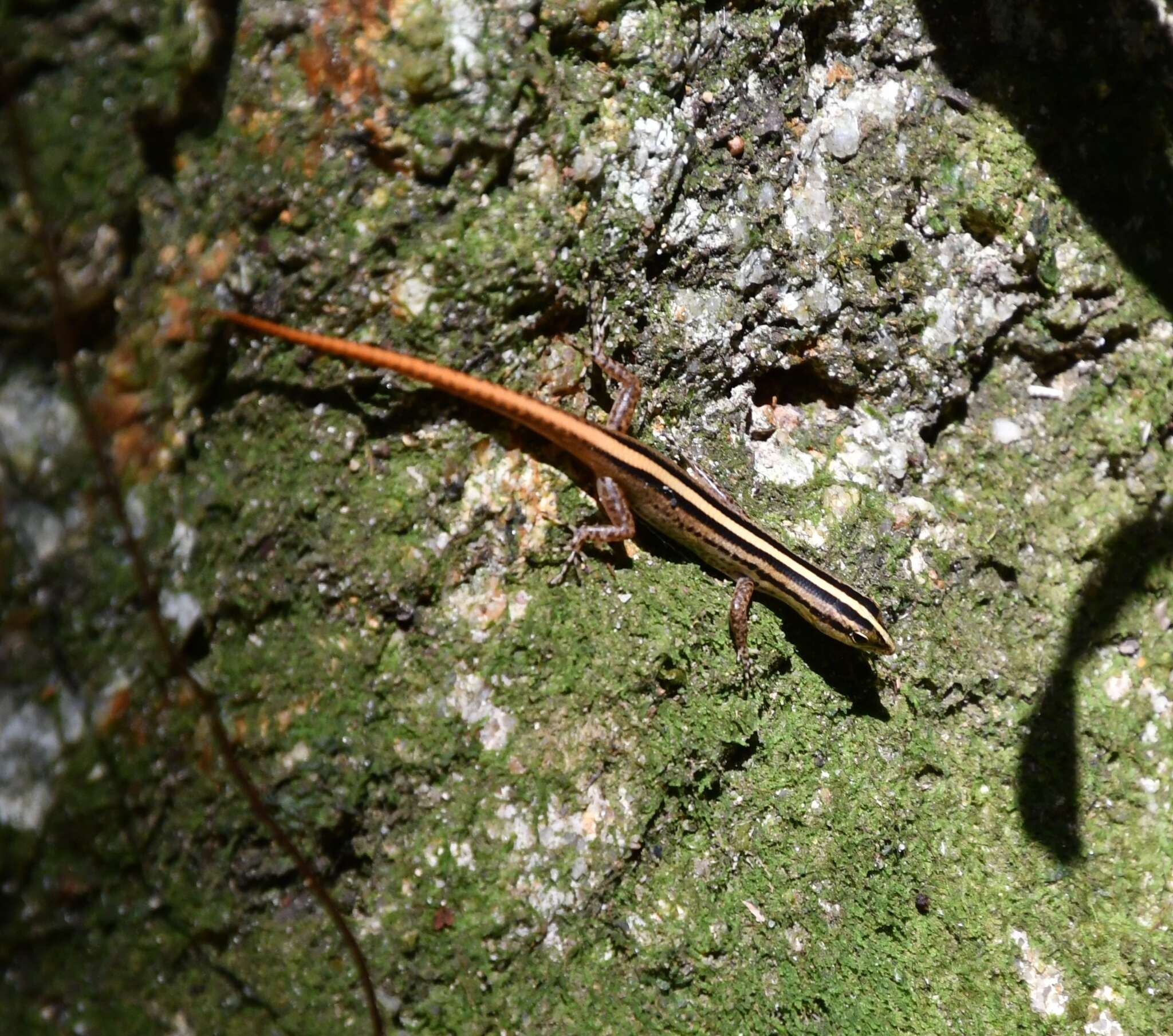 Image of Banded Lipinia