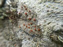 صورة Caloplaca ferruginea (Huds.) Th. Fr.