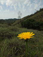 Слика од Taraxacum japonicum Koidz.