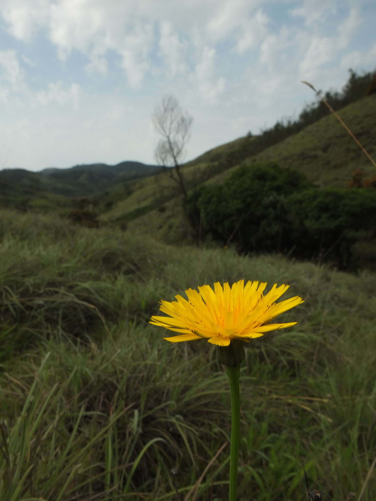 Слика од Taraxacum japonicum Koidz.