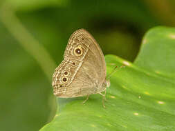 Image of Mycalesis perseoides Moore (1890)