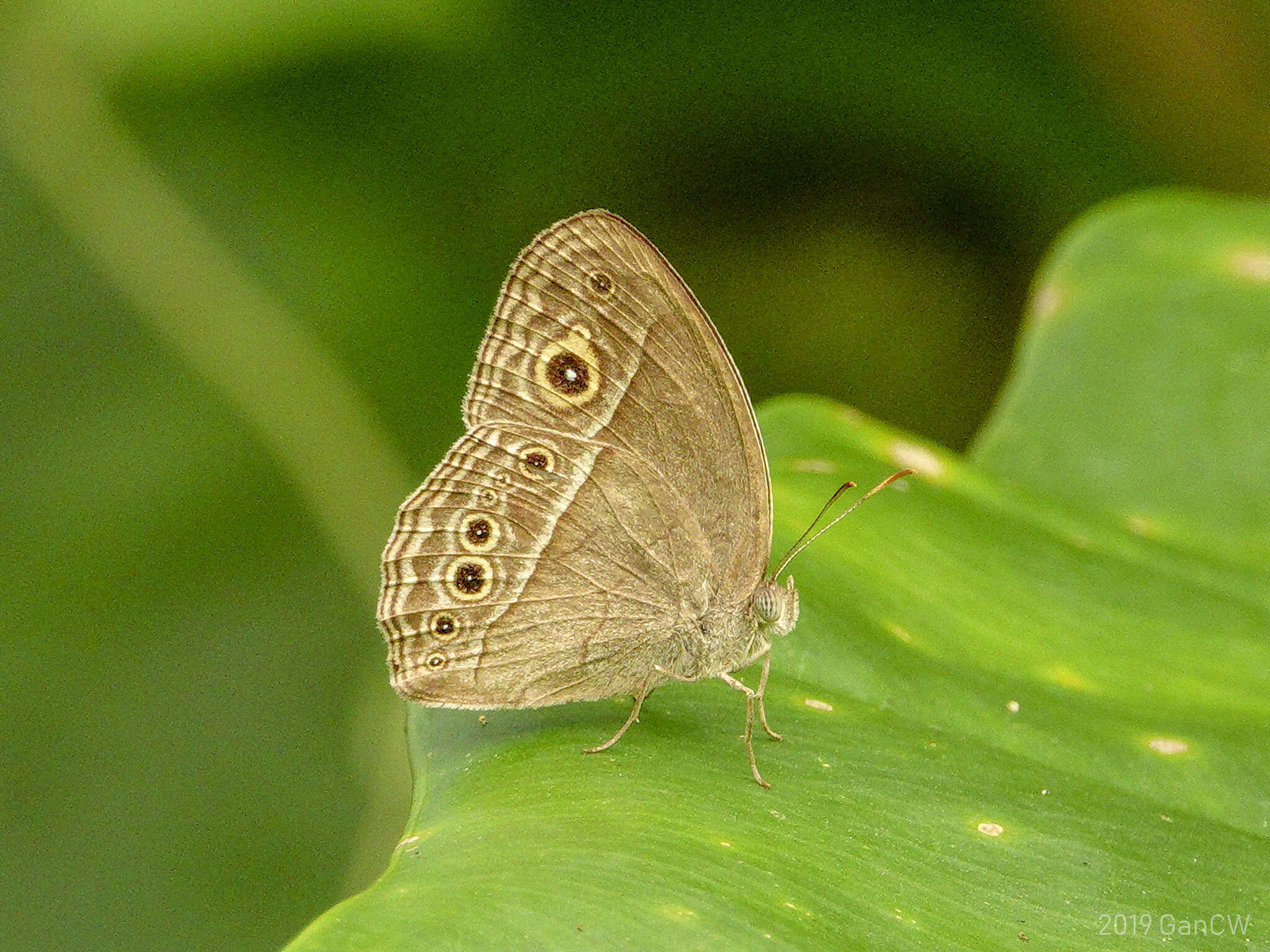 Image of Mycalesis perseoides Moore (1890)