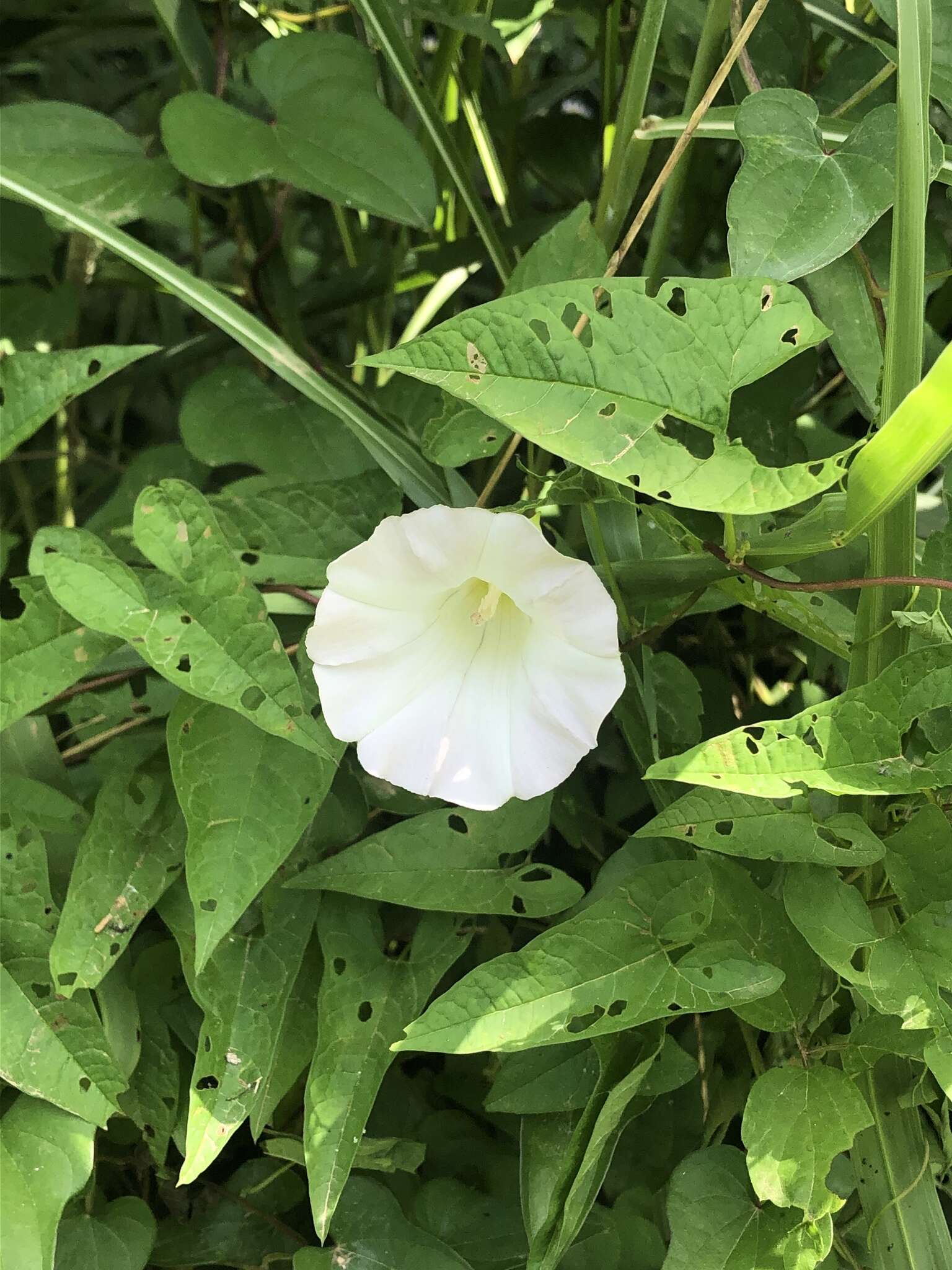 Image de Calystegia silvatica subsp. fraterniflora (Mackenzie & Bush) R. K. Brummitt