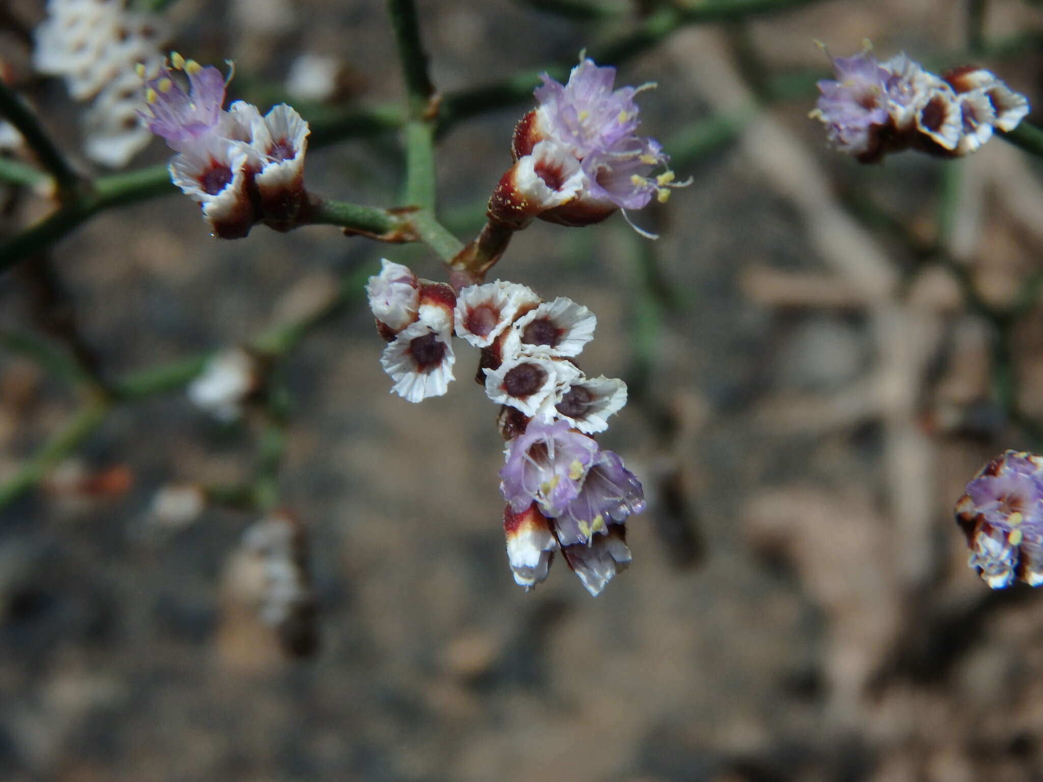 Limonium pectinatum (Ait.) Kuntze resmi