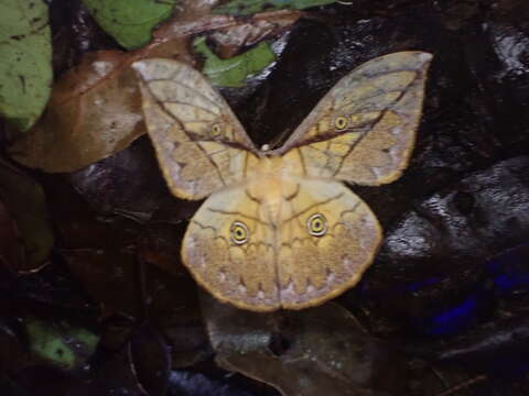 Image of Pselaphelia gemmifera (Butler 1878)