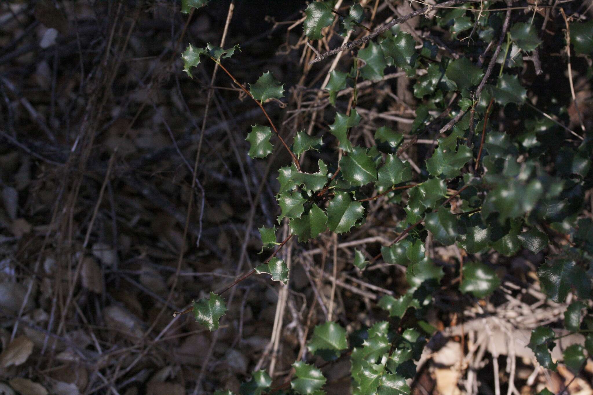 Image de Prunus ilicifolia (Nutt. ex Hook. & Arn.) D. Dietr.