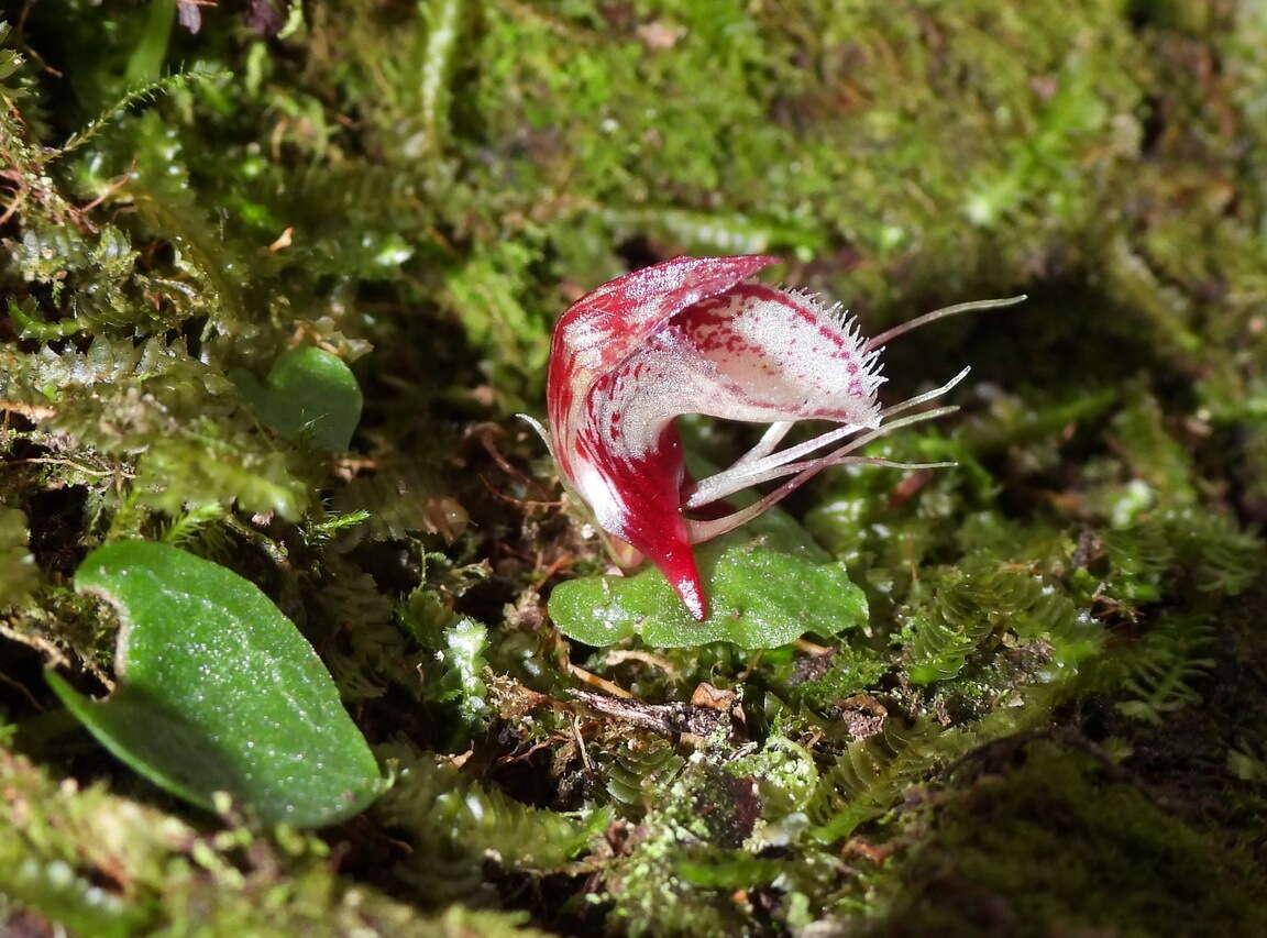 Image of Corybas taiwanensis T. P. Lin & S. Y. Leu