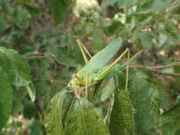 Image de Tettigonia orientalis Uvarov 1924