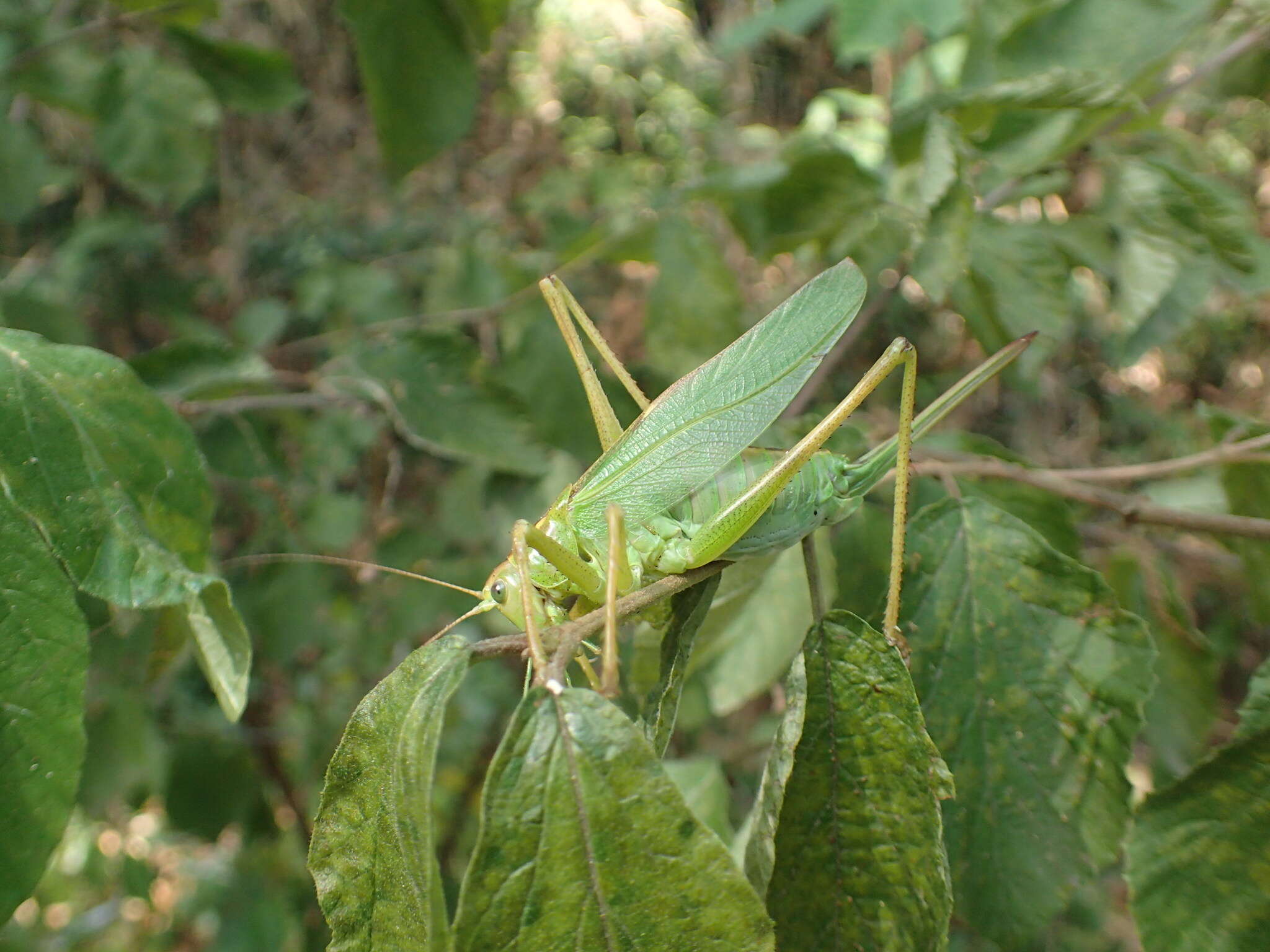 Image de Tettigonia orientalis Uvarov 1924