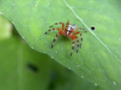 صورة Plexippoides annulipedis (Saito 1939)