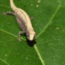 Image of Minute leaf chameleon