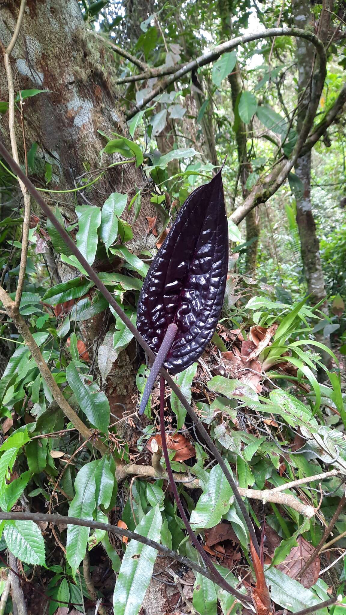 Image of Anthurium caramantae Engl.